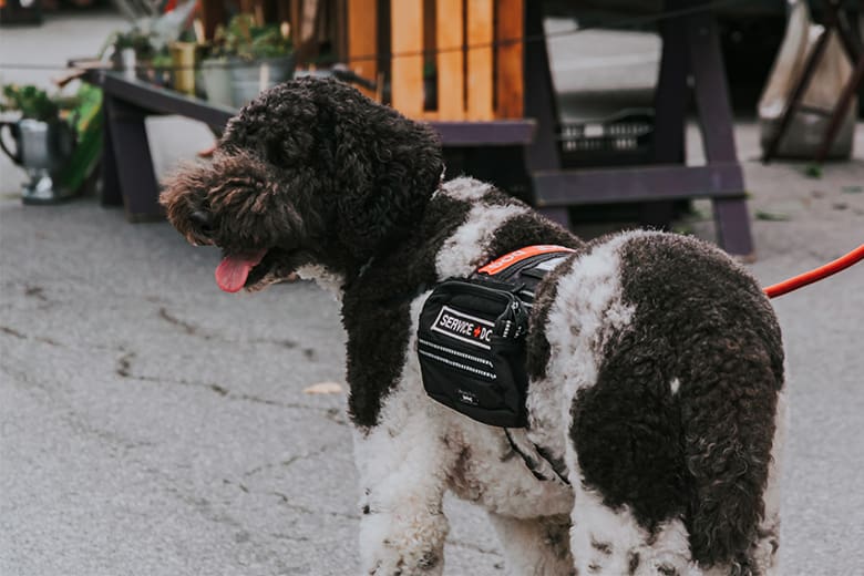 Munger, Tolles & Olson Supports Precedent-Setting Appellate Ruling That “Certification” of Service Dogs Is Not Required Under Law